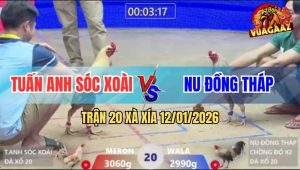 Trận 20 Xà Xía 12/1/2025 - Gà Cú Anh Nu Chồng Độ Đâm Khét Té Sấp Mặt