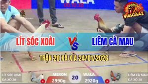 Trận 20 Xà Xía 24/1/2026 - Bướm Đá Bo Như Cây Đập, Tiễn Xám Lên Đường