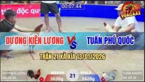 Trận 21 Xà Xía 13/1/2026 - Gà Bướm Ghim Điều Lút Cán, Gỡ Hoài Không Ra