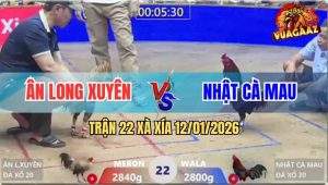 Trận 22 Xà Xía 12/1/2025 - Gà Điều Anh Nhật Đá Tăng 1 Gà Cú Lìa Giò