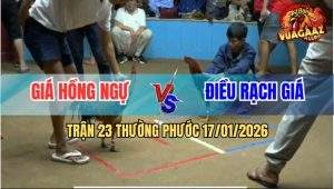 Trận 23 Thường Phước 17/1/2026 - Gà Que Đâm Cựa Như Sam Sít