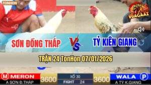 Trận 24 TonHon 7/1/2026 - Anh Sơn Và Anh Tỷ Không Phân Thắng Bại