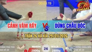 Trận 26 Xà Xía 29/1/2026 - Bướm Đỏ Hít Vô Đâm Bướm Xanh Bể Ngực