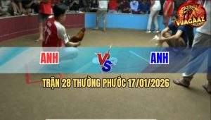 Trận 28 Thường Phước 17/1/2026 - Khét Đâm Cựa Quá Dính Úa Né Không Kịp