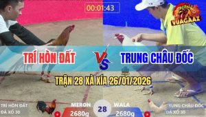 Trận 28 Xà Xía 26/1/2026 - Que Cọp Anh Trí Đá Úa Cây Lưng Té Nằm Đống