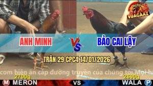 Trận 29 CPC4 14/1/2026 - Gà Que Anh Bảo Có Chân Xạo Lờ Lấy Tiền Gà Đỏ