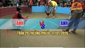 Trận 29 Thường Phước 17/1/2026 - Điều Xanh Đá 2 Chân Điều Đỏ Bể Hộp Số