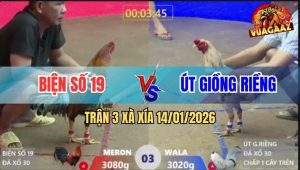 Trận 3 Xà Xía 14/1/2026 - Bướm Anh Út Nhỏ, Chấp 1 Cây Đá Điều Lìa Giò