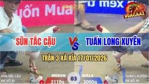 Trận 3 Xà Xía 17/1/2026 - Gà Bướm Anh Tuấn Đâm Úa Cái Mình Như Tổ Ong