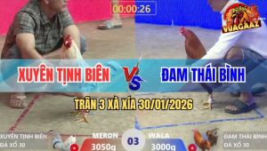 Trận 3 Xà Xía 30/1/2026 - Bướm Đâm Khét Sụm Tỳ Rụng Nụ Sau 1 tay Nước
