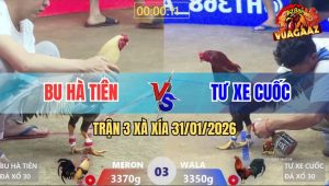 Trận 3 Xà Xía 31/1/2026 - Vô Kính Đâm Que Tái Mặt, Thấm Tang Bung Chạy