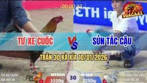 Trận 30 Xà Xía 10/1/2026 - Gà Que Anh Tư Đá Tăng Một Bướm Té Bại Liệt