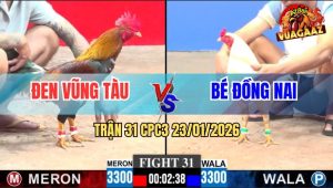 Trận 31 CPC3 23/1/2026 - Úa Phòng Bạc Chưa Đá Bay Bồ, Báo Hại Cả Đám