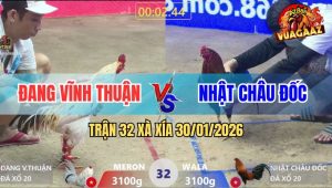 Trận 32 Xà Xía 30/1/2026 - Gà Que Anh Nhật Đá Bo Như Cây Đập