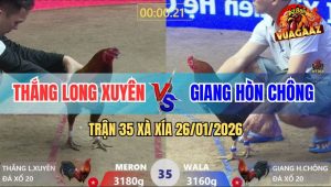 Trận 35 Xà Xía 26/1/2026 - Gà Que Anh Giang Đá Lớp 1 Điều Hư Khớp Gối