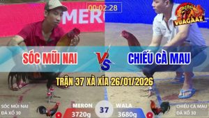 Trận 37 Xà Xía 26/1/2026 - Điều Mồng Lá Má Mồng Dâu, Đâm Đâu Dính Đó