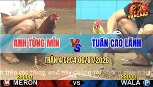 Trận 4 CPC4 6/1/2026 - Gà Khét Anh Tùng Mìn Châm Chân Mà Đâm Bao Dính