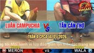Trận 4 CPC4 14/1/2026 - Gà Cú Chịu Đòn Phản Ăn 2, Đưa Biện Ra Đảo