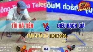 Trận 4 Xà Xía 11/1/2026 - Gà Điều Đá Gà Que Anh Kiểm Ho Ra Si Rô