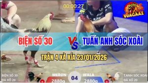 Trận 4 Xà Xía 23/1/2026 - Bướm Camelo Chặn Đúng Chân Chuối Bay Bồ