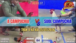 Trận 4 Xà Xía 25/1/2026 - Úa Đá Cây Cổ Cần, Điều Quíu Giò Bung Chạy