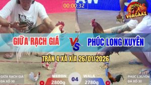 Trận 4 Xà Xía 26/1/2026 - Gà Khét Đá Toàn Đầu Cần, Úa Chạy Không Kịp