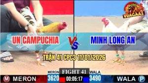 Trận 41 CPC3 11/1/2026 - Gà Bướm Má Minh Không Trụ Nổi 1 Tay Nước