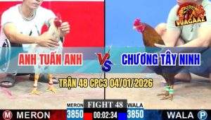 Trận 48 CPC3 4/1/2026 - Gà Vàng Anh Chương Dầy Gà Bướm Đâm Không Thấm