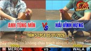 Trận 5 CPC4 5/1/2026 - Anh Tùng Mìn Gặp Cọp 3 Đá Nín Thở Nằm Một Đống