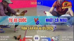 Trận 5 Xà Xía 16/1/2026 - Gà Điều Hạ Bướm Hiệu Anh Kiểm Trong Nốt Nhạc