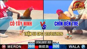 Trận 55 CPC3 23/1/2026 - Gà Khét Anh Chín Đá Bo Như Búa Đóng Đinh