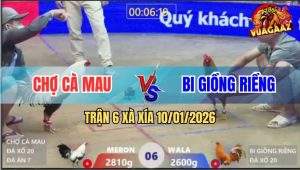 Trận 6 Xà Xía 10/1/2026 - Gà Khét Nhỏ Mà Có Võ, Đá Gà Chuối Gãy Cổ
