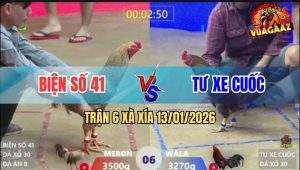 Trận 6 Xà Xía 13/1/2026 - Mái Lại Anh Tư Đá Gà Cú Muốn Đăng Xuất Luôn