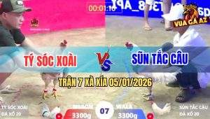 Trận 7 Xà Xía 5/1/2026 - Bướm Anh Tý Đâm Cựa Quá Ác Úa Ói Chết Tại Chỗ