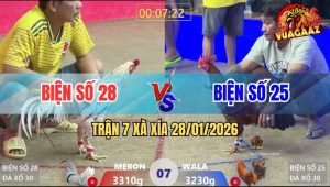 Trận 7 Xà Xía 28/1/2026 - Bướm Lùa Đá 1 Tăng Gà Vàng Thở Không Kịp