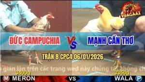 Trận 8 CPC4 6/1/2026 - Gà Úa Anh Mạnh Đâm Bướm Camelo CPC Nát Người
