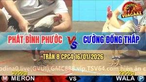 Trận 8 CPC4 16/1/2026 - Bướm Anh Cường Đâm Chuối Không Trượt Phát Nào