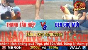 Trận 8 CPC5 10/1/2026 - Gà Anh Thanh Đá Bo Như Cây Đập, Úa Tốc Chạy