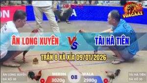 Trận 8 Xà Xía 9/1/2026 - Gà Cú Anh Tài Đá Quá Cựa Điều Chạy Cắm Đầu