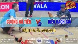 Trận 8 Xà Xía 11/1/2026 - Camelo Nuốt Ói Đâm Điều Gục Trên Biển Máu