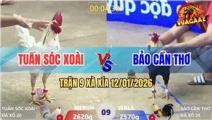 Trận 9 Xà Xía 12/1/2025 - Bướm Đá Tang Ăn 1 Vô Kính Chạy, Biện La Làng