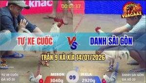 Trận 9 Xà Xía 14/1/2026 - Gà Bướm Anh Tư Đâm Bại Liệt Gà Bướm Anh Danh