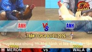 Trận 3 CPC4 03/01/2026
