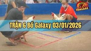 Trận 6 Galaxy 03/01/2026