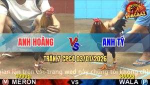 Trận 7 CPC4 03/01/2026