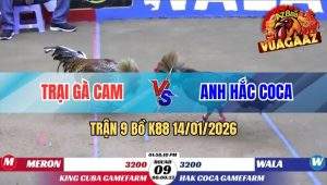 Trận 9 Bồ K88 14/01/2026