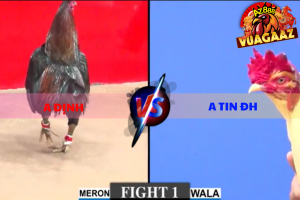 Trận 1 Bồ CPC3 3/3/2026 - Điều Đá 3 Chân Rinh Úa Ra Ngoài