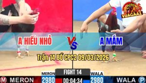 Trận 14 Bồ CPC2 9/3/2026 - Xanh Đá Lọt Cây Quá Nghiệt Đỏ Té Giữa Sân