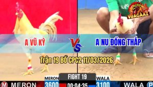 Trận 19 Bồ CPC2 11/3/2026 - Úa Cọp Anh Nu Chấp 5 Chấm Vẫn Hạ Đẹp Đối Thủ Gom Bồ
