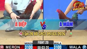 Trận 20 Bồ CPC2 9/3/2026 - Đỏ Đá Dí Bạc Cho Cố Buông Ra Xanh Đá Hư Hình Chạy